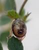 Holcostethus sp.